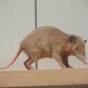 hispaniolan solenodon