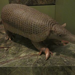 giant armadillo