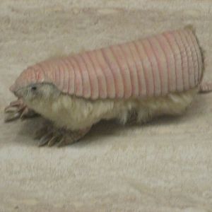 pink fairy armadillo