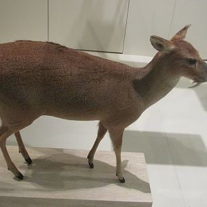 musk deer