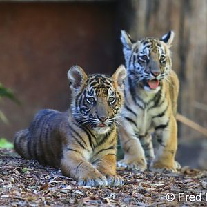 tiger cubs (2 races)