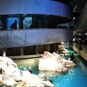 Giant Ocean Tank and Penguin Enclosures - Oct 2017