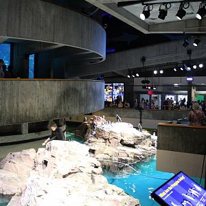 Giant Ocean Tank & Penguin Enclosures - Oct 2017
