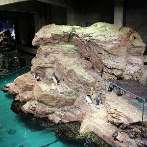 Little Blue Penguin Enclosure - Oct 2017