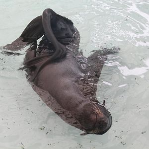 Northern Fur Seal - Oct 2017