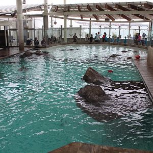 Marine Mammal Centre - Oct 2017