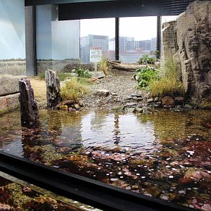 Shore Birds Enclosure - Oct 2017