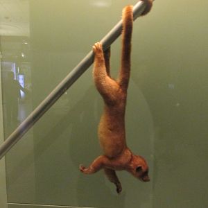 kinkajou