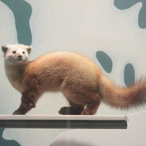sable marten