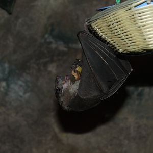Ruwenzori Long-haired Fruit Bat - Oct 2017