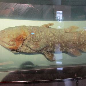 coelacanth preserved specimen not a model