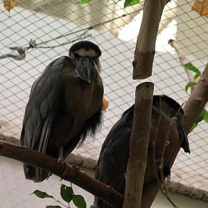 Boat-billed Heron - Oct 2017