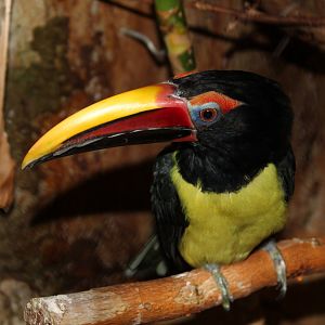 Green Aracari - Oct 2017