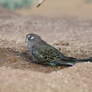 Bourke's Parakeet - Oct 2017