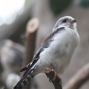 African Pygmy Falcon - Oct 2017