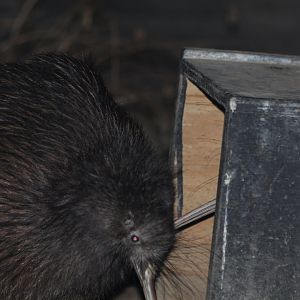 North Island Brown Kiwi - Oct 2017