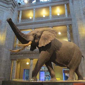 african elephant at the rotunda