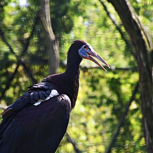 Abdim's Stork