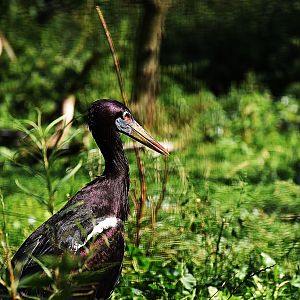Abdim's Stork