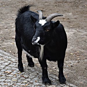 African Dwarf Goat