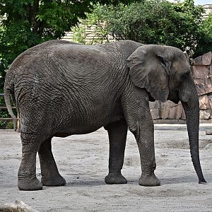 African Elephant