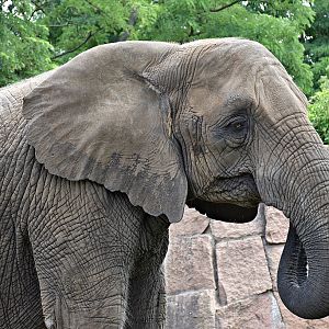 African Elephant