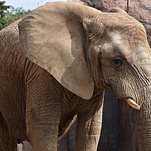 African Elephant