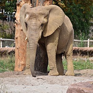 African Elephant