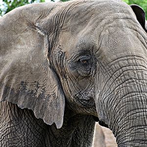African Elephant