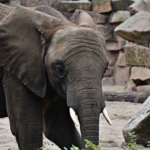 African Elephant