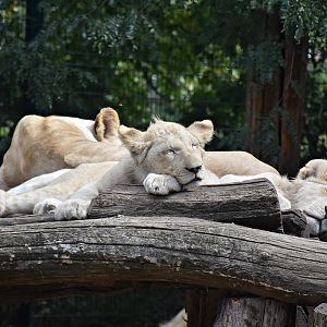 White African Lion