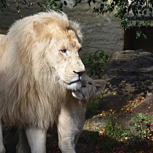 African Lion (White/no Albino)