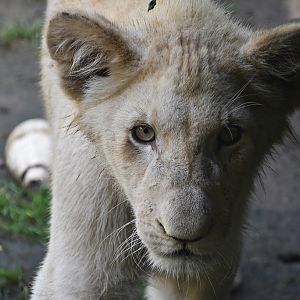African Lion