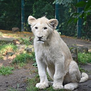 African Lion