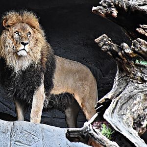 African Lion