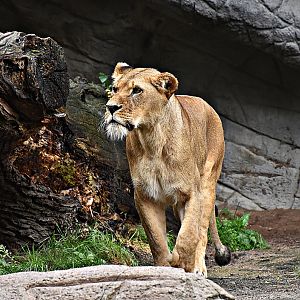 African Lion