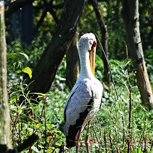 Yellow-billed stork