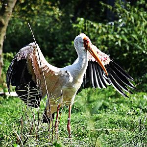 Yellow-billed stork