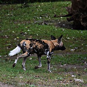 African Wild Dog