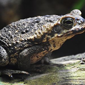 Cane toad