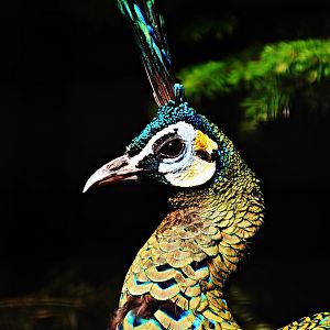 Green peafowl