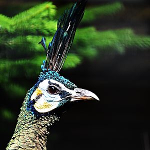 Green peafowl