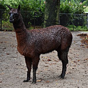 Alpaca