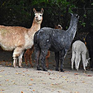 Alpaca