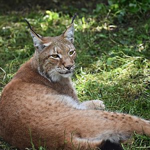 Altai Lynx