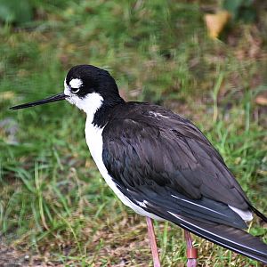 Black-necked stilt