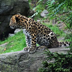 Amur leopard