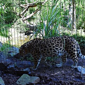 Amur leopard