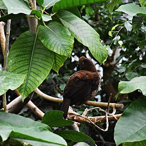 Andean Cock-of-the-Rock (female)