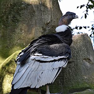 Andean Condor